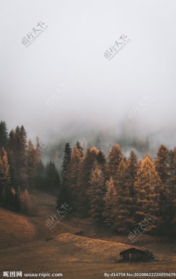 雾里树