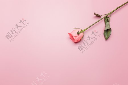 粉色背景玫瑰