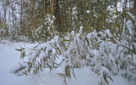 大雪压竹林