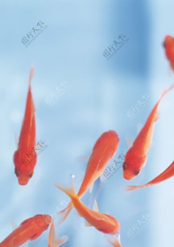 金鱼锦鲤水族观赏鱼