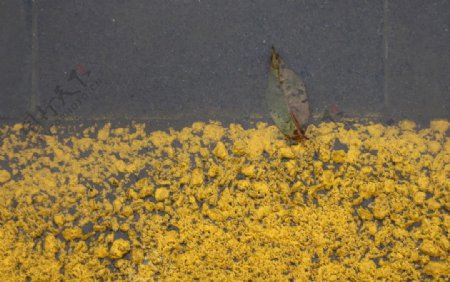 黄色的马路