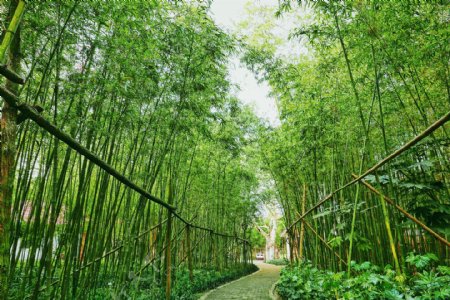 幽静的竹林步道