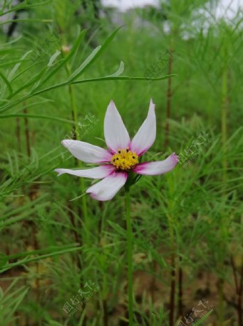 格桑花