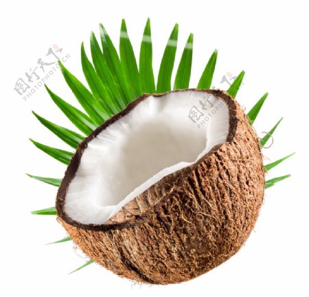 椰子