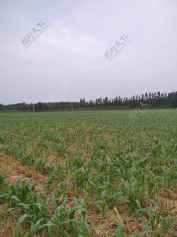 田园玉米