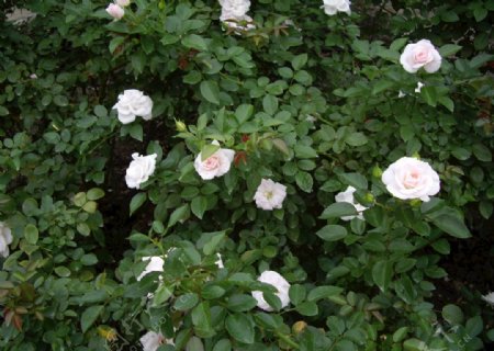 白玫瑰白月季