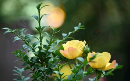 盛开的黄色玫瑰