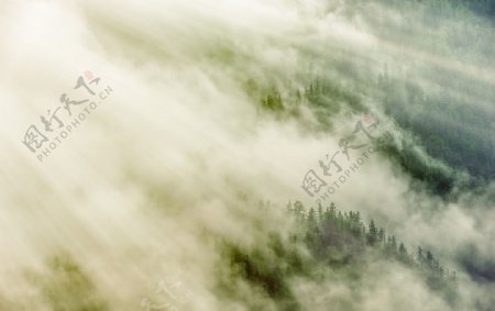 雾霭中的森林