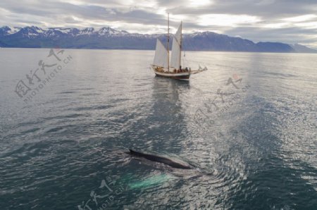 帆船在海上漂浮近座头鲸