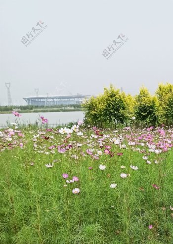 风景花朵野花田园风光