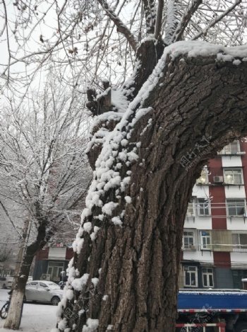 雪中的树干