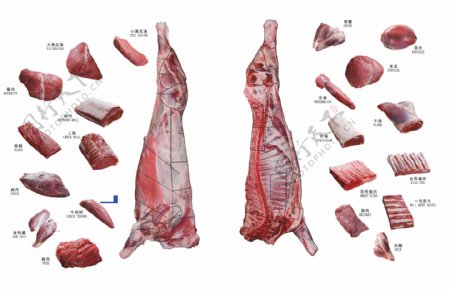 牛肉分割及部位图