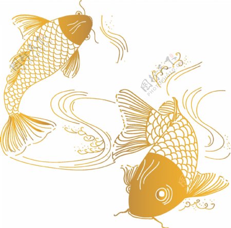 金色鲤鱼