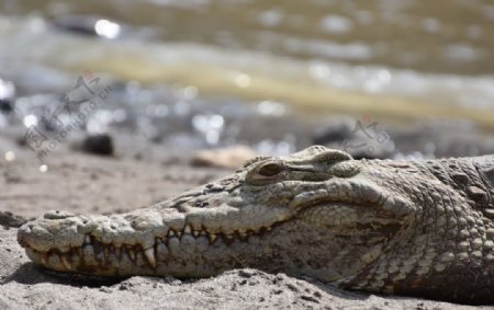 河滩鳄鱼野生动物背景