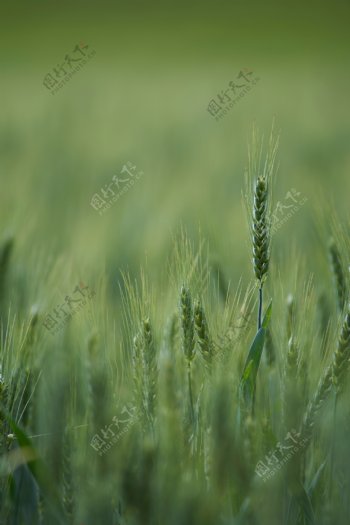 绿色麦田