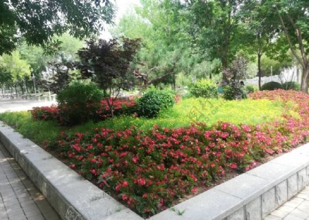 公园红色的花