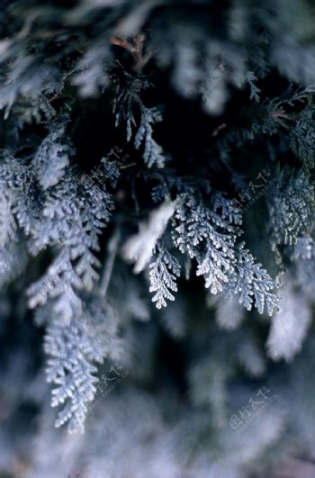 冬季树木自然生态背景素材