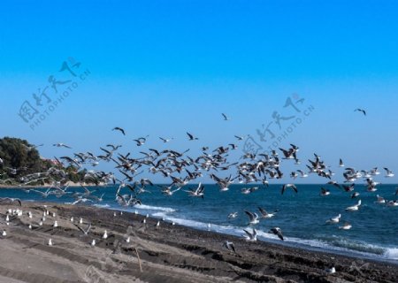 海鸥海滩