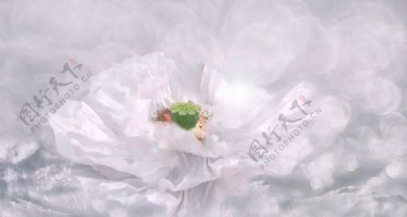 白色盛开罂粟花瓣洁白