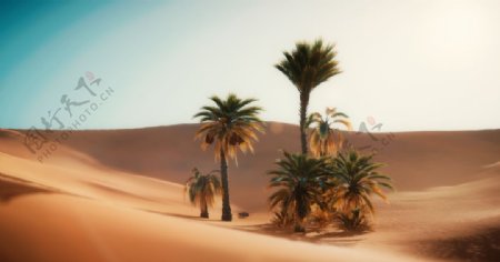沙漠椰树天空风景背景
