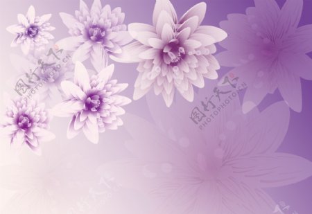 紫色梅花牡丹花壁纸背景墙墙纸