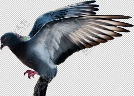 动物鸟禽鸽子图案