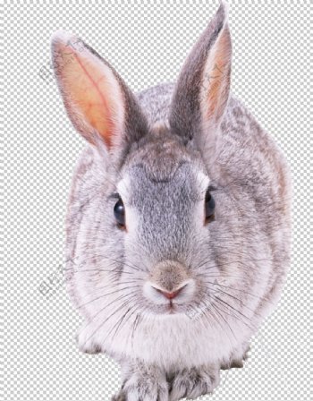 可爱动物兔子图案