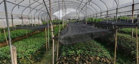 大鹏蔬菜种植场
