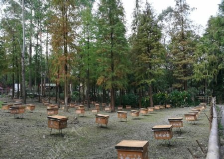 树林养蜂场