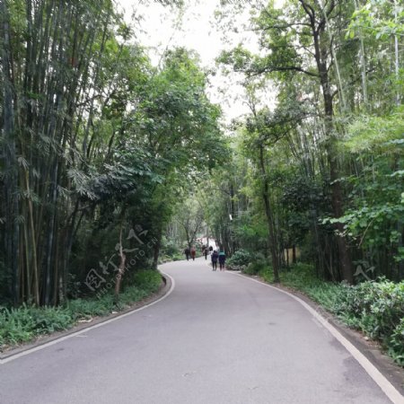竹林公路