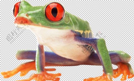 动物蛙类图谱图片