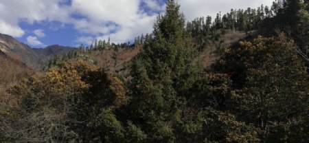 大山雪松松树风景图片