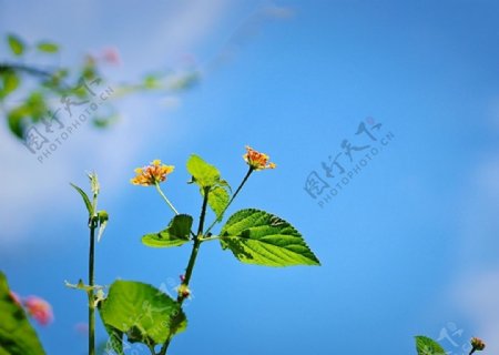 蓝天下的小雏菊图片