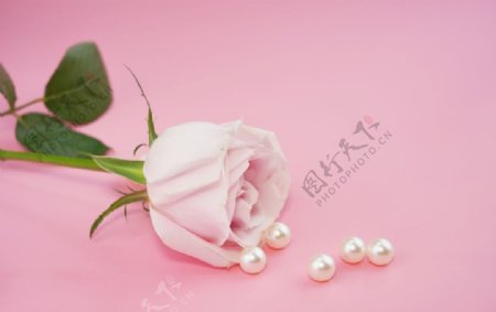 粉色温馨玫瑰花背景图片