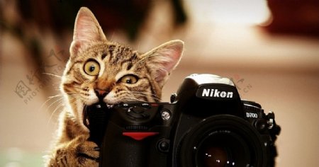 相机小猫图片
