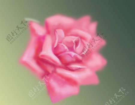 玫瑰粉嫩爱情女人唯美朦胧花卉图片