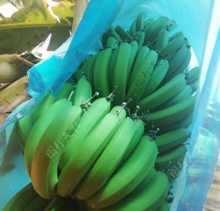 种植户香蕉效果图图片