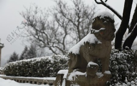 雪中石狮图片