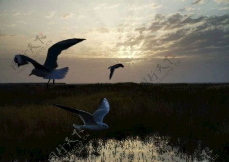 青海湖的水鸟图片