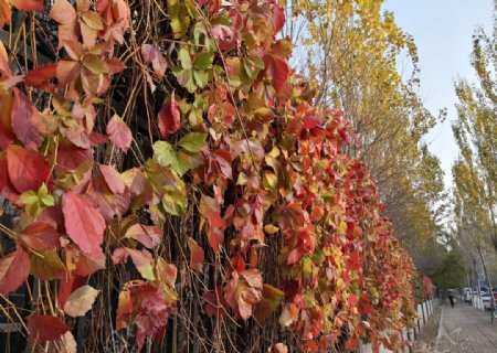 秋天墙上的红色爬山虎叶子图片