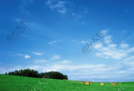 蓝天白云湖泊草原牧场图片