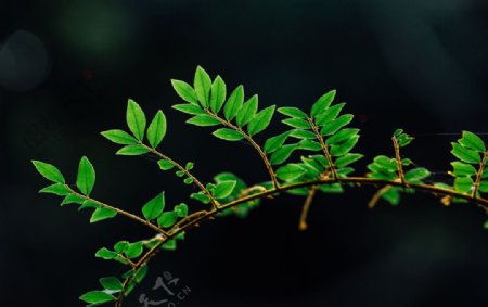 自然植物绿色树叶素材背景图片