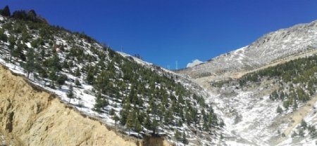 山坡雪松雪山风景图片