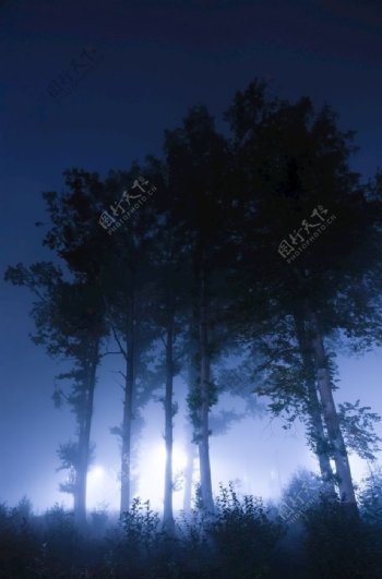夜晚树林图片