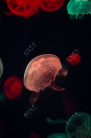 透明水母图片