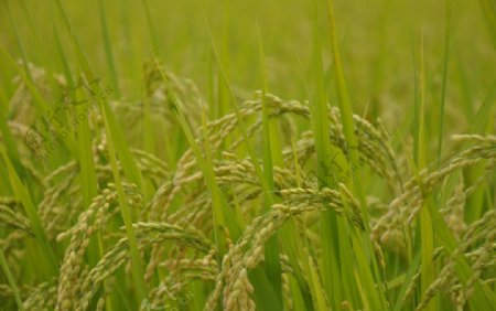 田里的水稻图片
