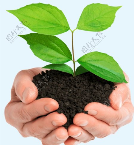 禾苗双手土壤绿色素材图片