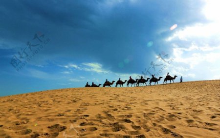 沙漠风光骆驼队图片