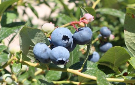 蓝莓树图片