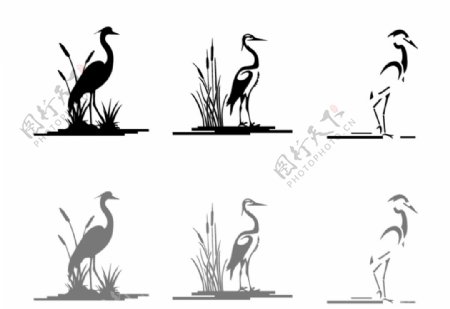 湿地水鸟图片
